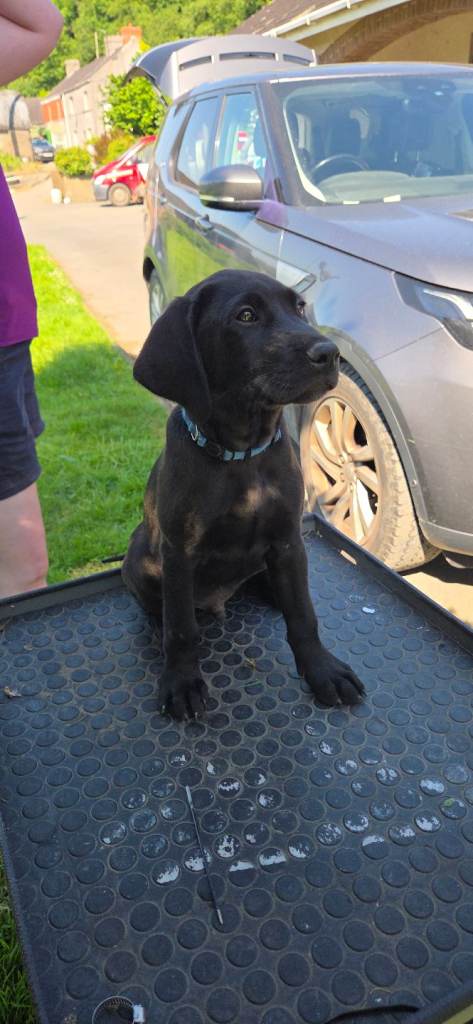 Labrador puppies 
