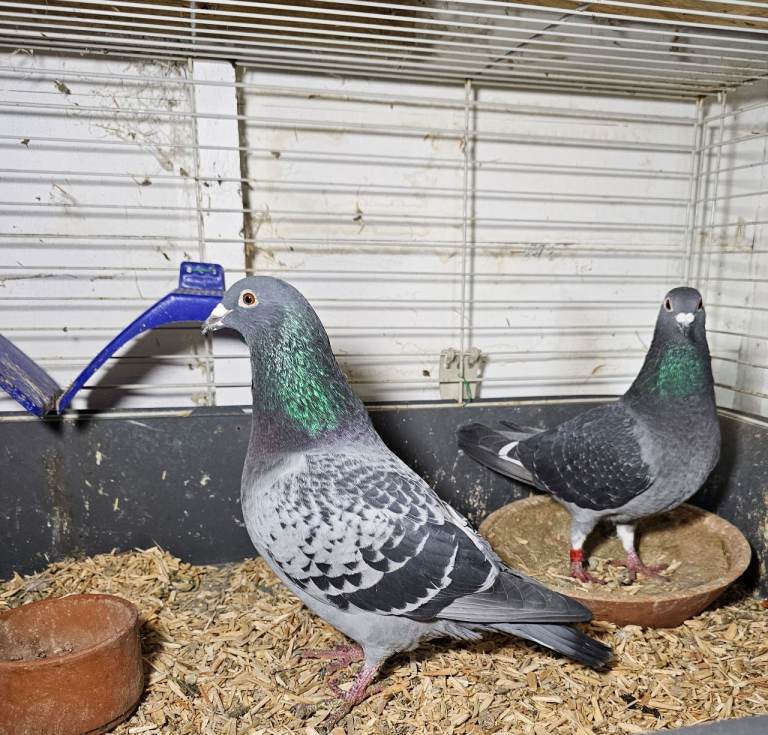 Racing Pigeons 