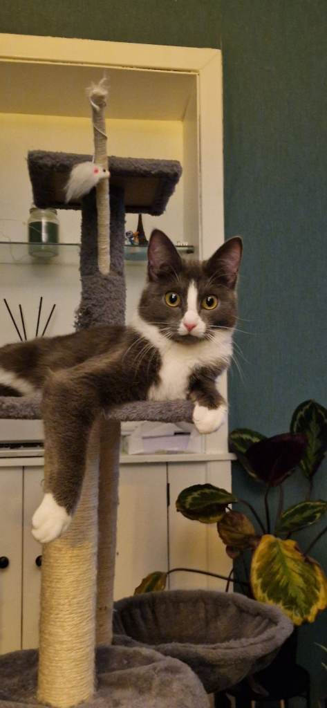 Ragdoll cross kitten