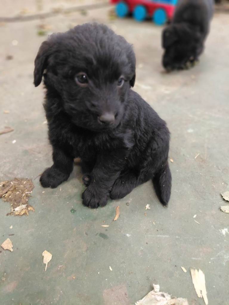 Bernedoodle X Labrador puppies 