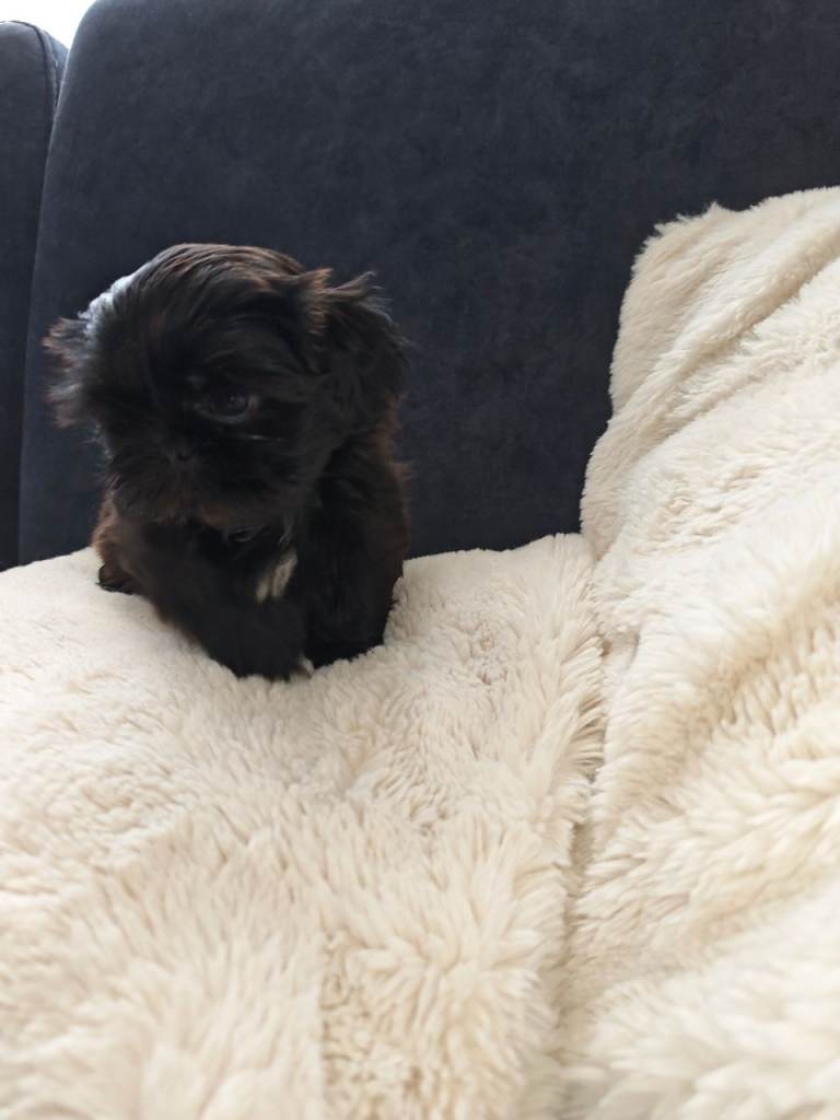 Imperial Shih Tzu ready now 