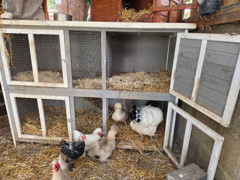 Chicken Mother with her babies 