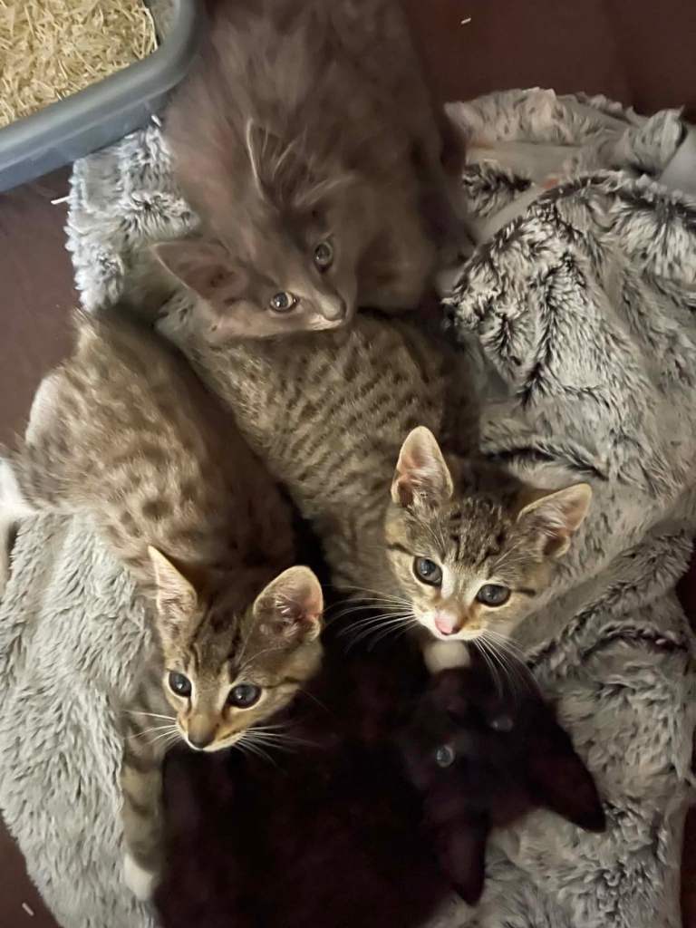 4 gorgeous Kittens 