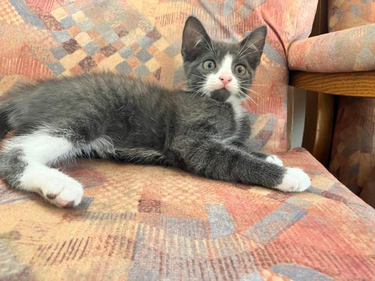 Adorable Kitten