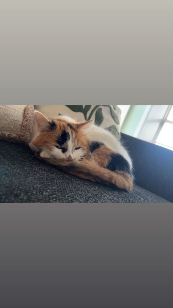 3year old female cat