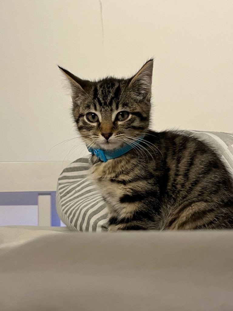  Male kitten for sale 