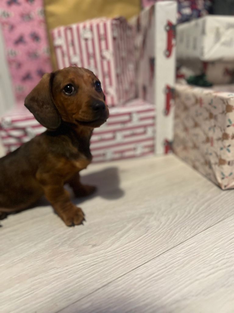 Biscuit,miniature tanned and black coloured dachshund