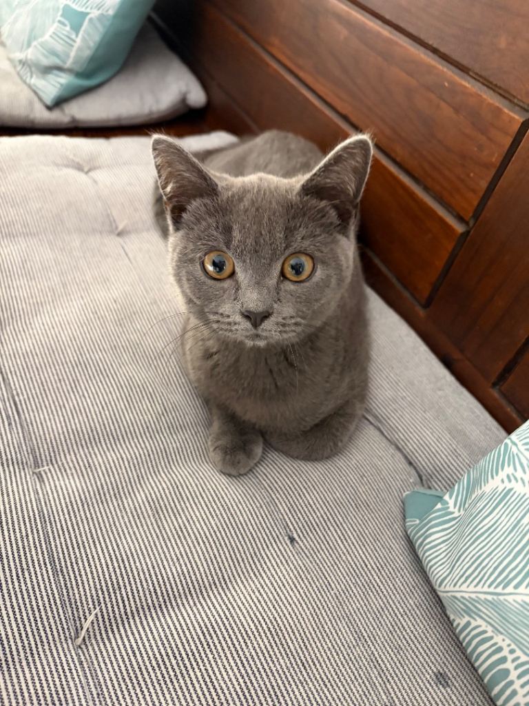 British Shorthair Blue cross  