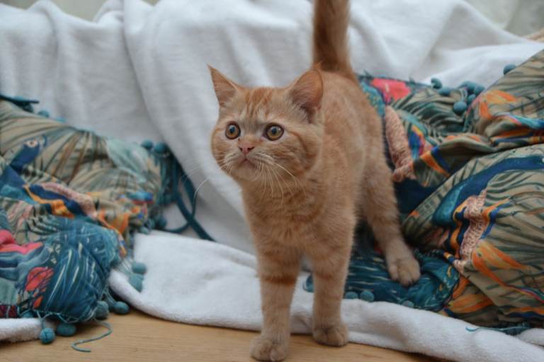 Gorgeous Persian Kittens (ONLY 1 LEFT)