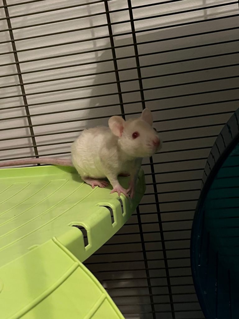 Male Baby Rat