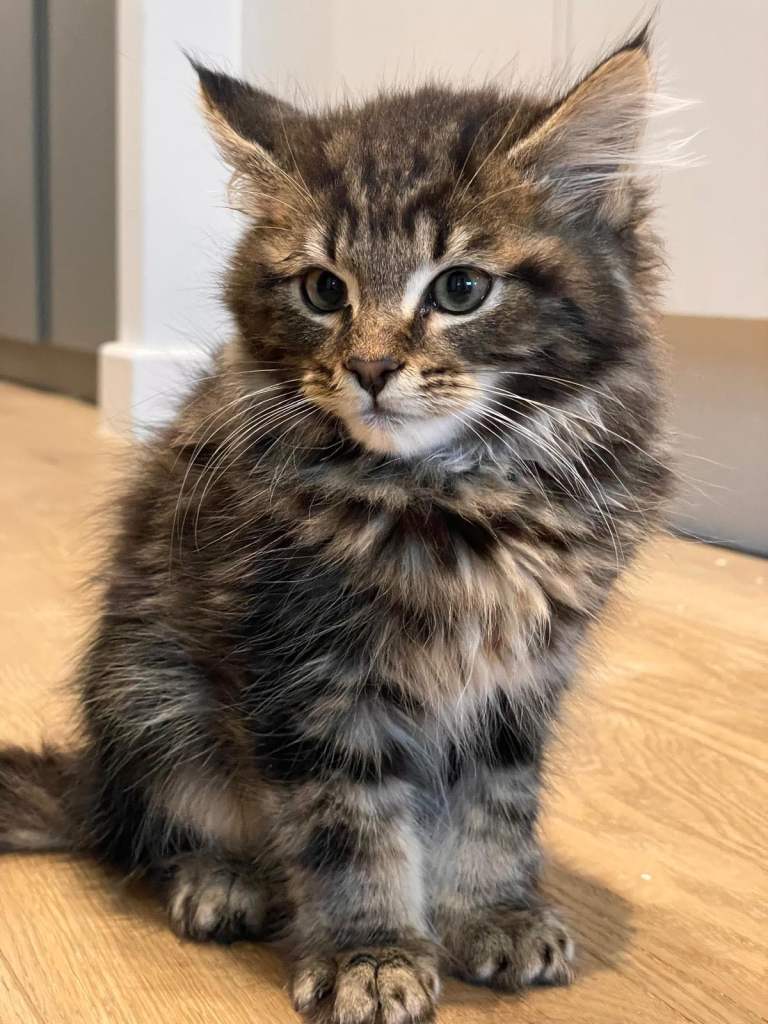 Boy Maine coon kitten 