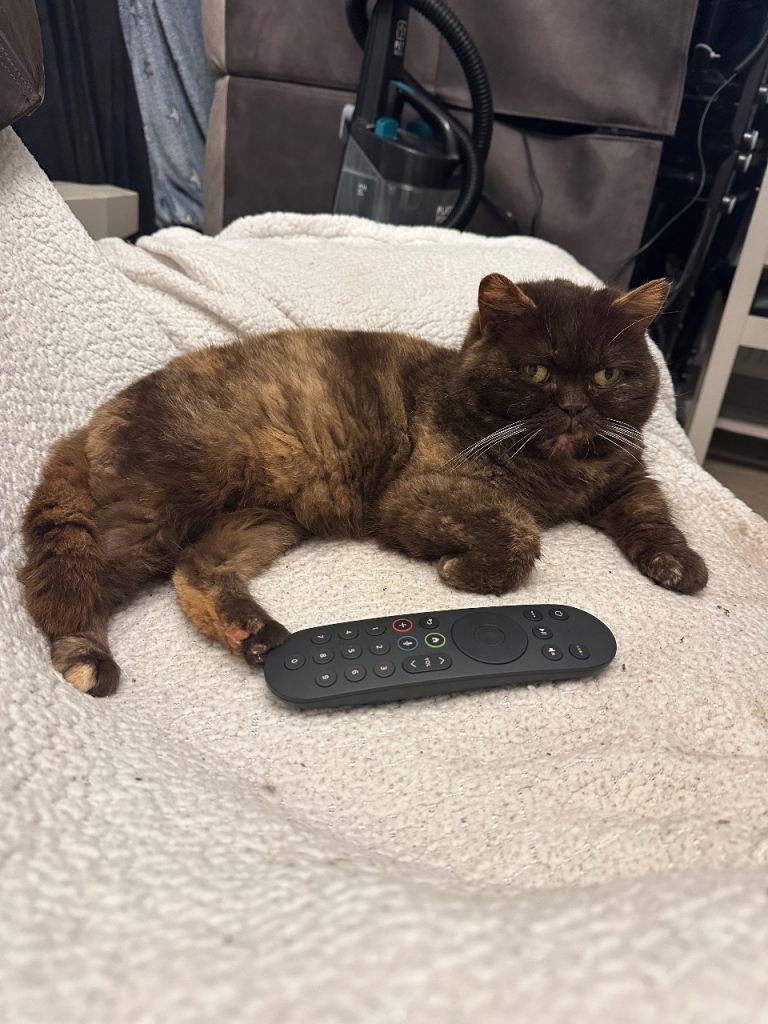 Female British shorthair 