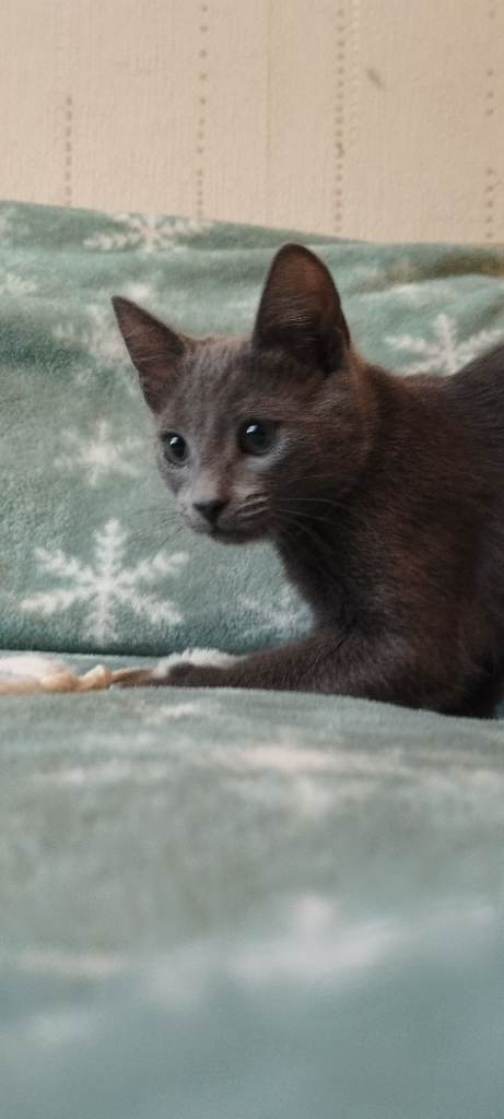 Russian blue kitten girl 