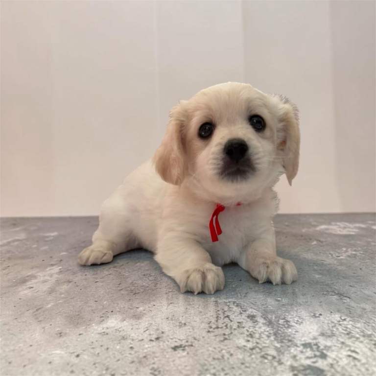 Beautiful Bichon Maltese Puppies - First Family Litter