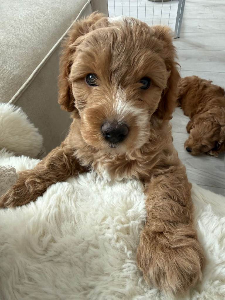 Beautiful Cockapoo × Cavapoo Puppies – Ready for Their Forever Homes