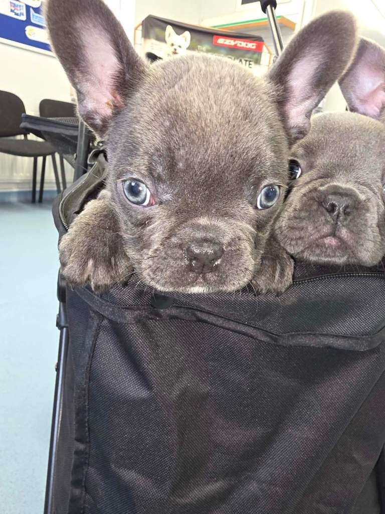 French bulldog puppies 