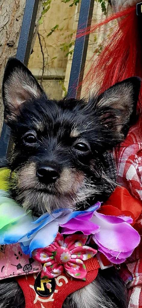 Angel Pumpkin Chorkie 👑