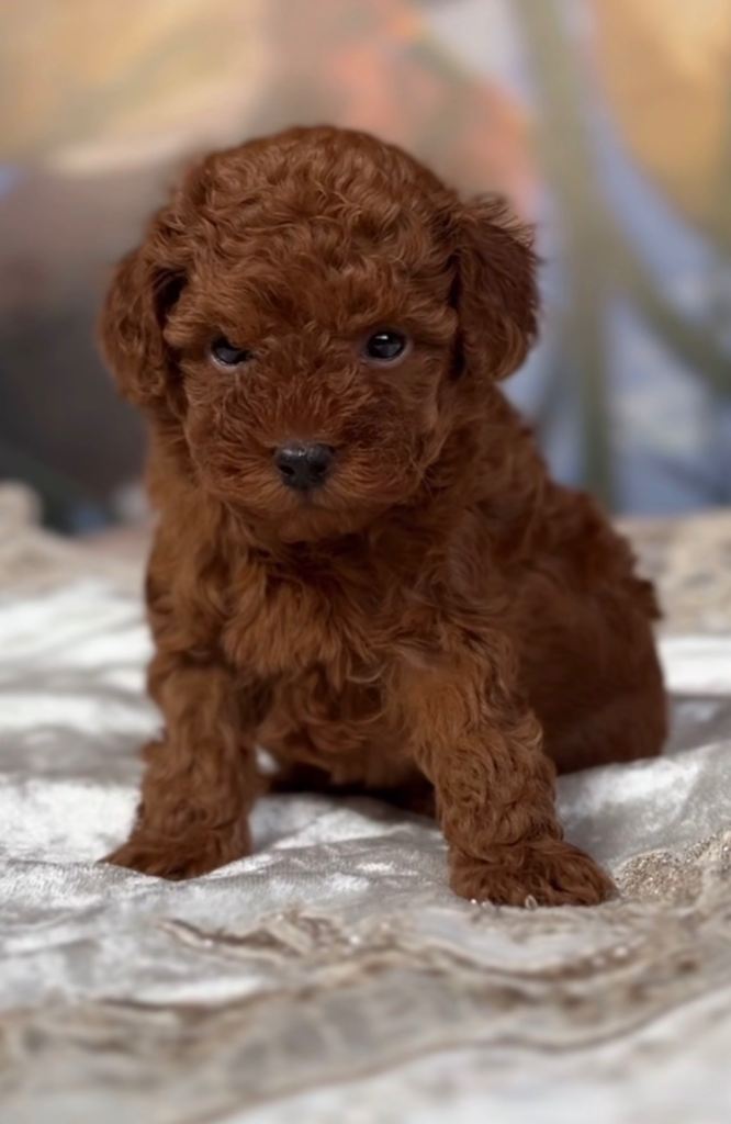 Beautiful Toy Poodle Boys *LAST PUP*