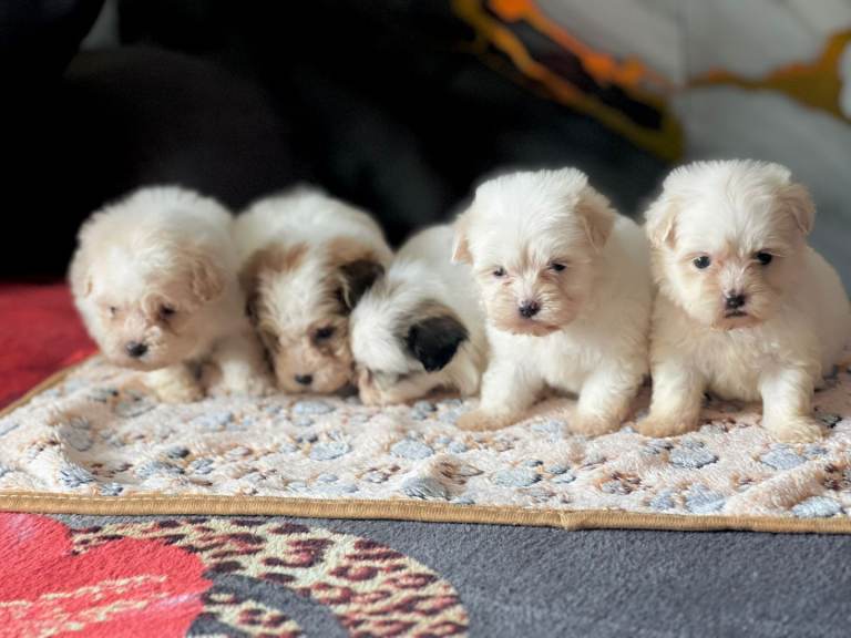 Maltese puppies 