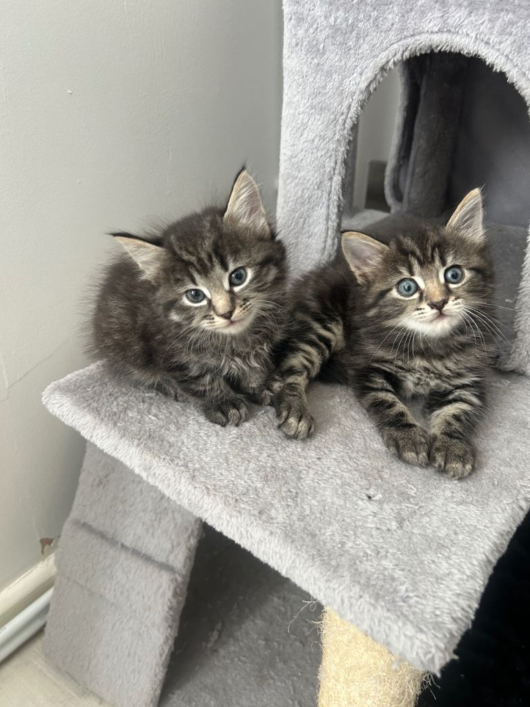 🐾 Adorable Kittens Looking for Their Forever Homes 🏡