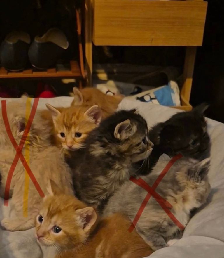 Cats for sale 