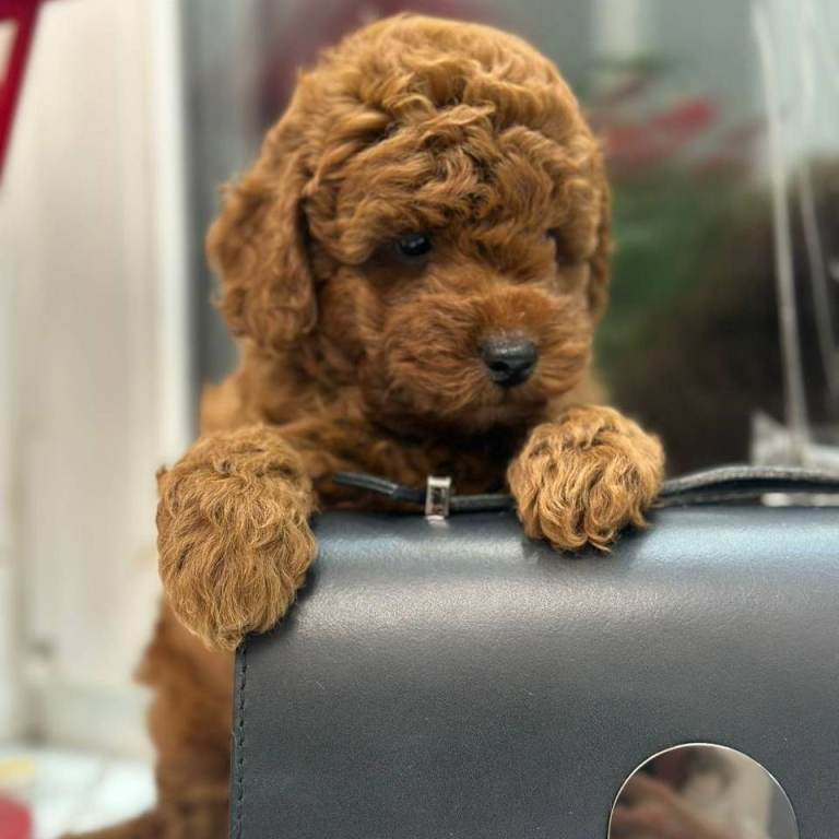 TOY Mini Pudel - 6 zauberhafte Welpen in Hamburg! Kein Haarwuchs, ideal für Allergiker