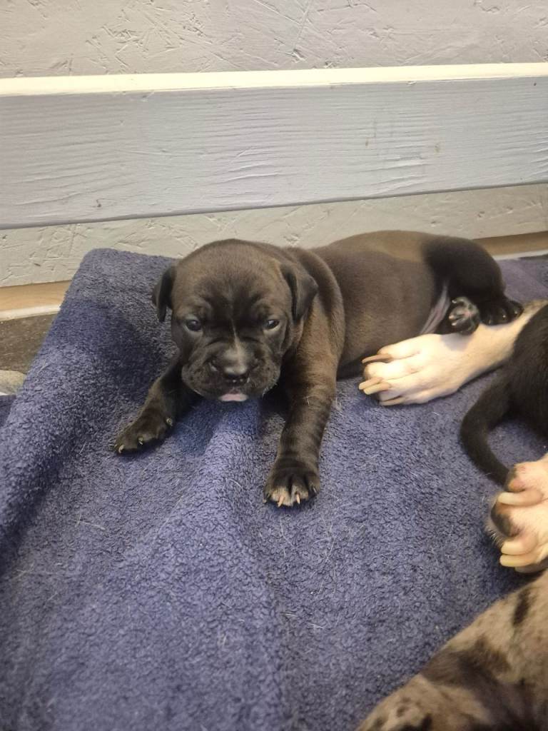 2 male bullweilers left 