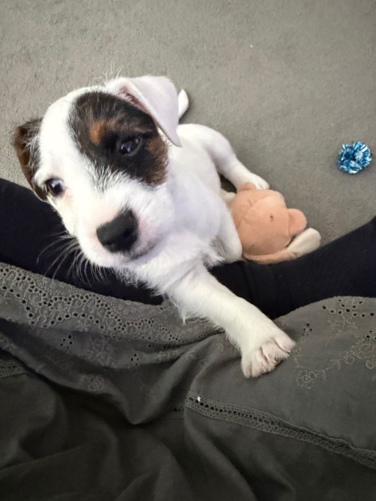 Daisy 