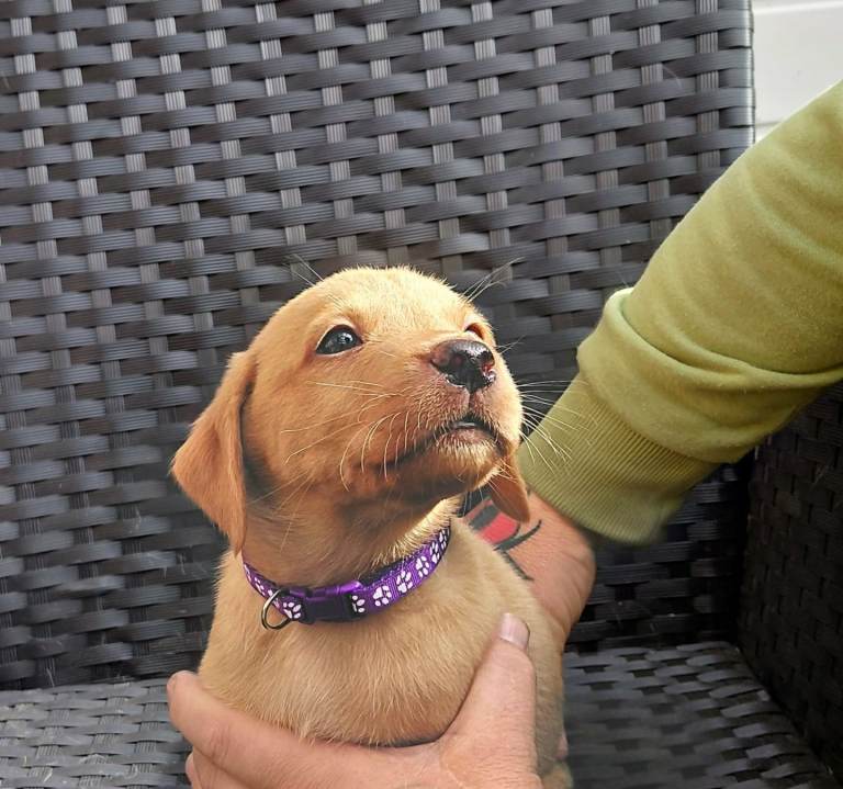 Labrador puppies
