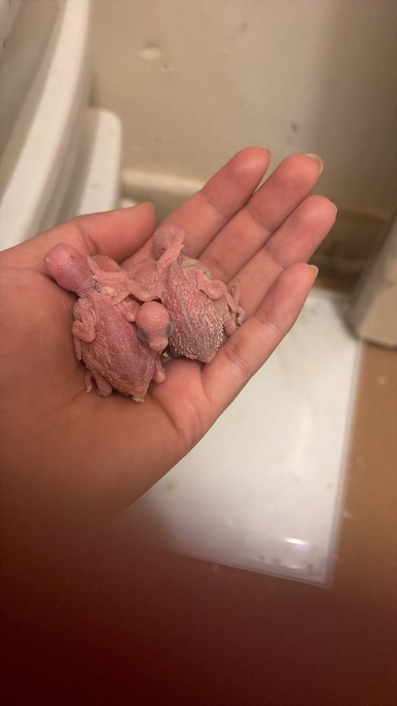 Baby budgie 40£ little undated 