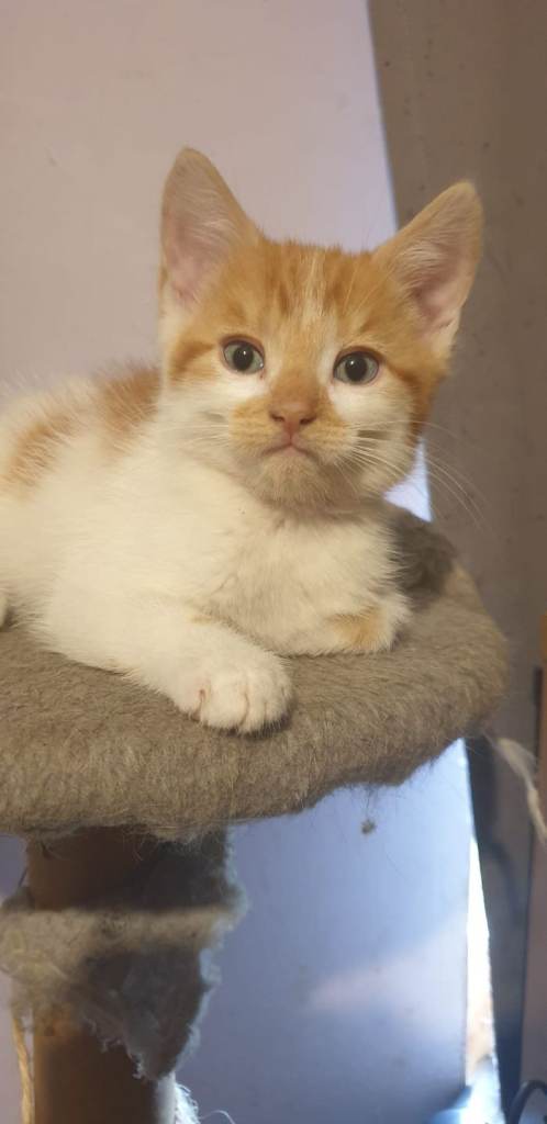 4 Kittens looking for forever home