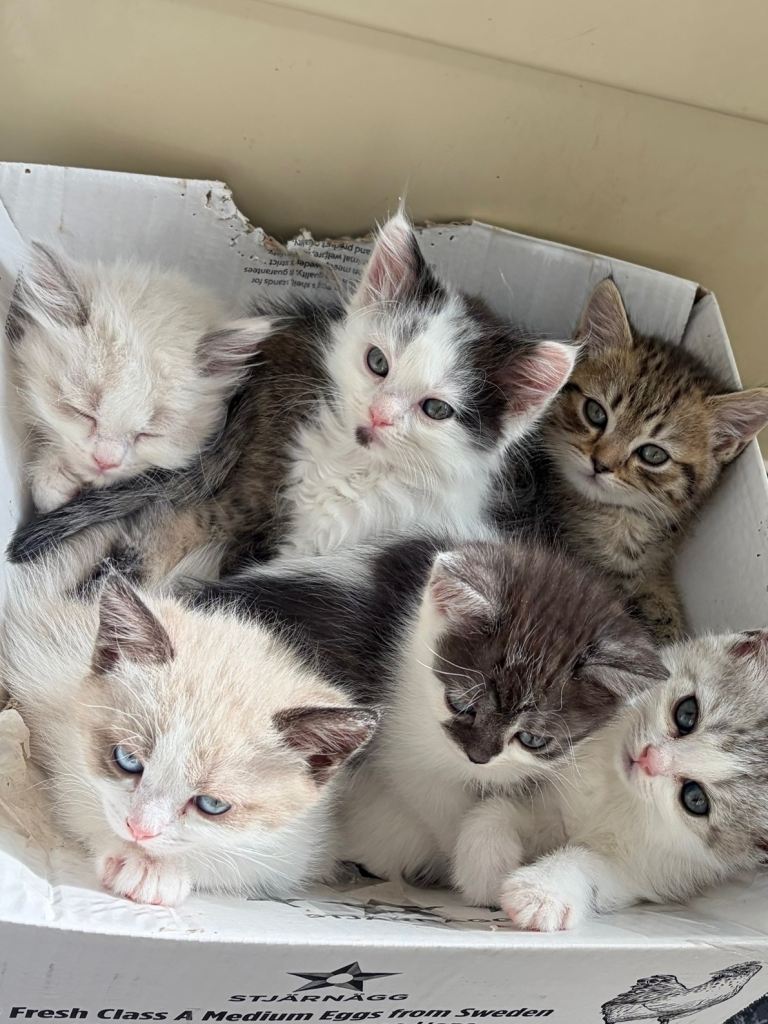 Stunning fluffy kittens ready for you loving home