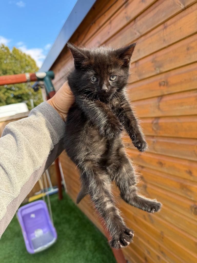Black boy fluffy kitten 