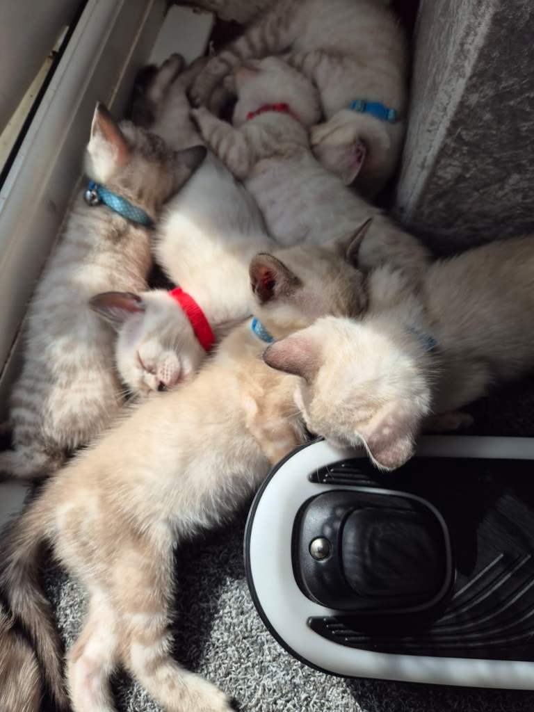 Bengal cross Siamese