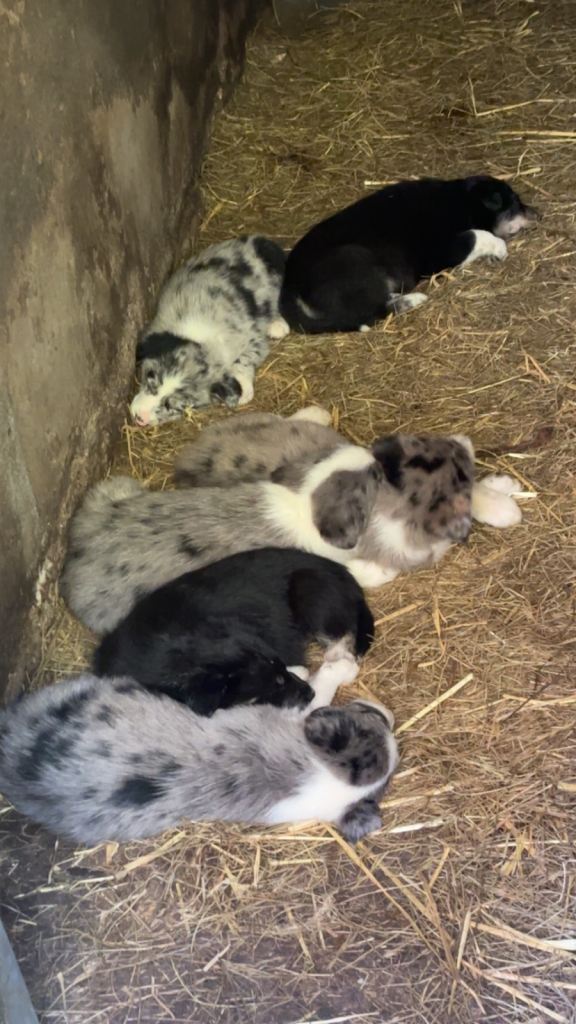 5 puppies for sale 