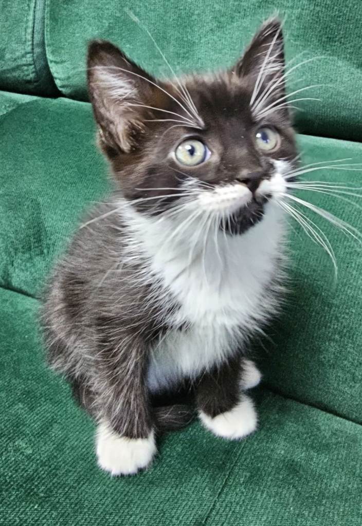 (2left girls) Kittens for sale 