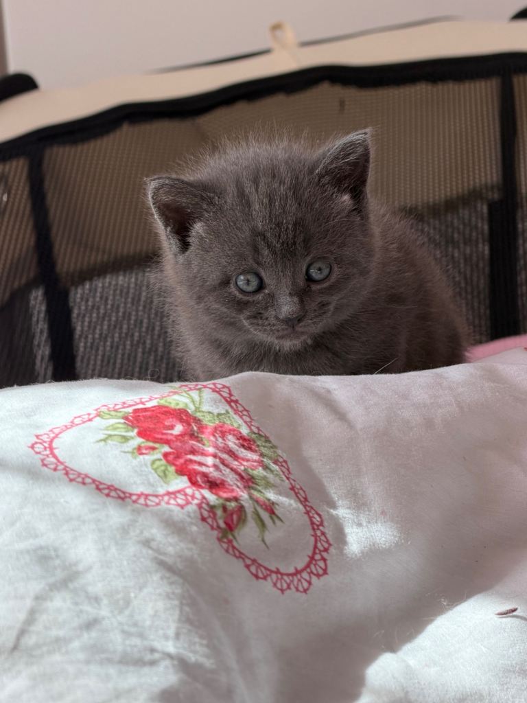 4 Adorable Half-British Shorthair Kittens – Reserve Yours Now!