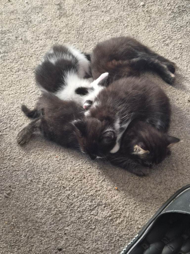 Beautiful kittens