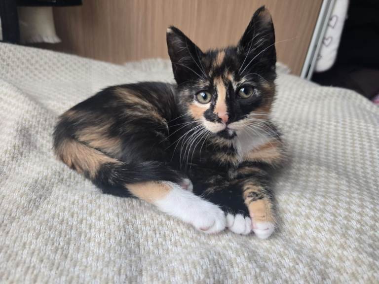 Calico Kitten