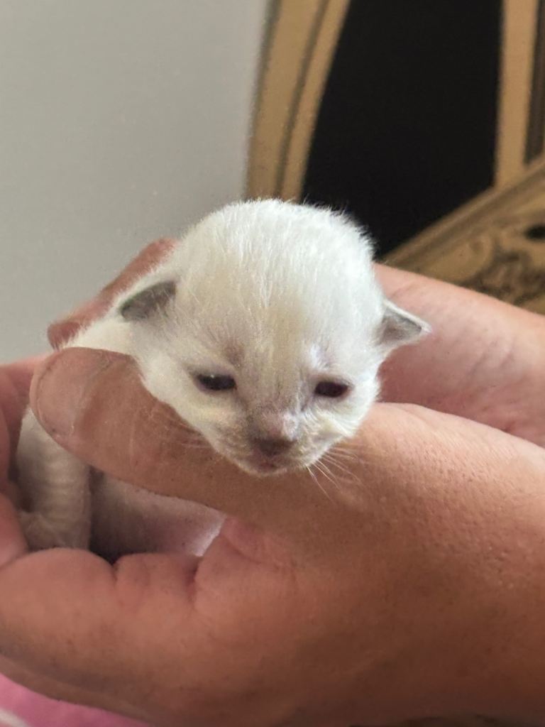 Ragdoll blue mitted kittens born 10/07/26