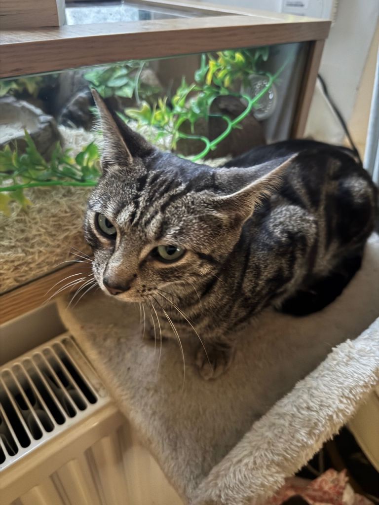 Looking for a home for my 2 bengal cats 