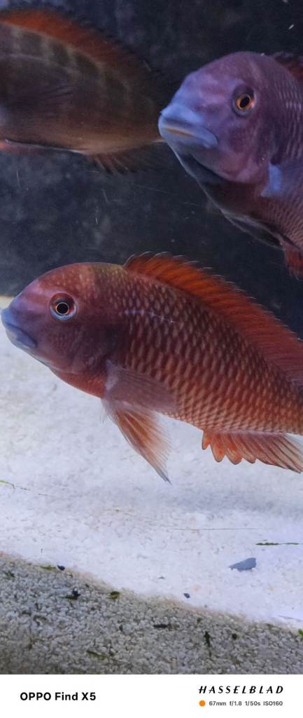 Tropheus Moorii X10 £150 must go together 