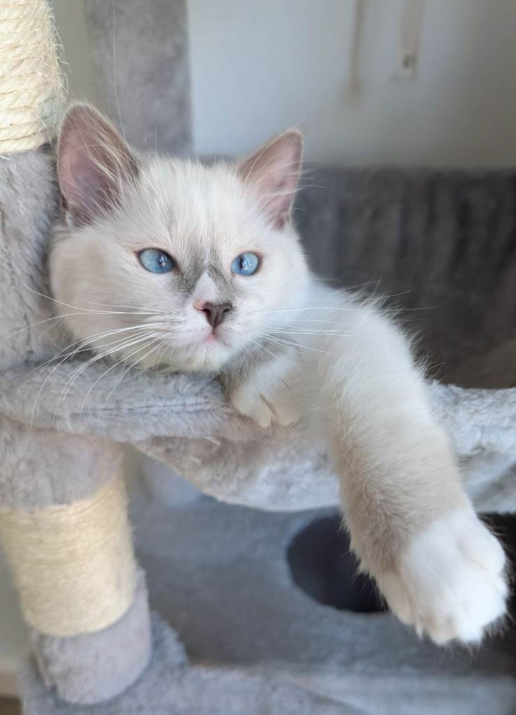 TICA reg ragdoll kitten 
