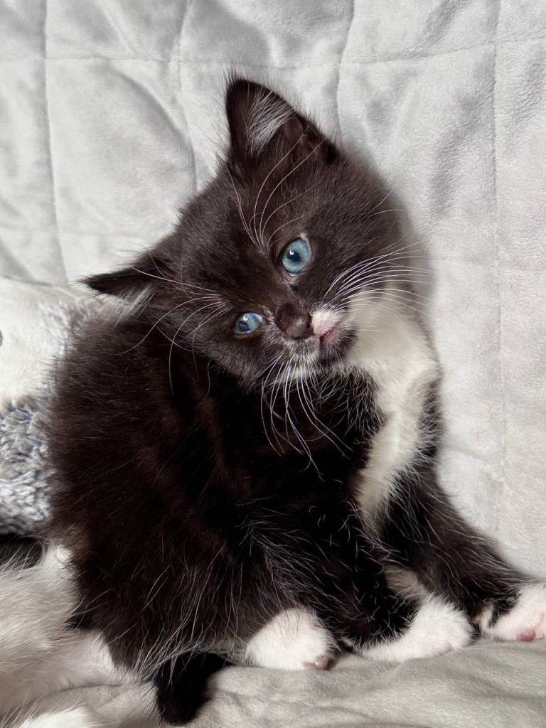 Kittens 