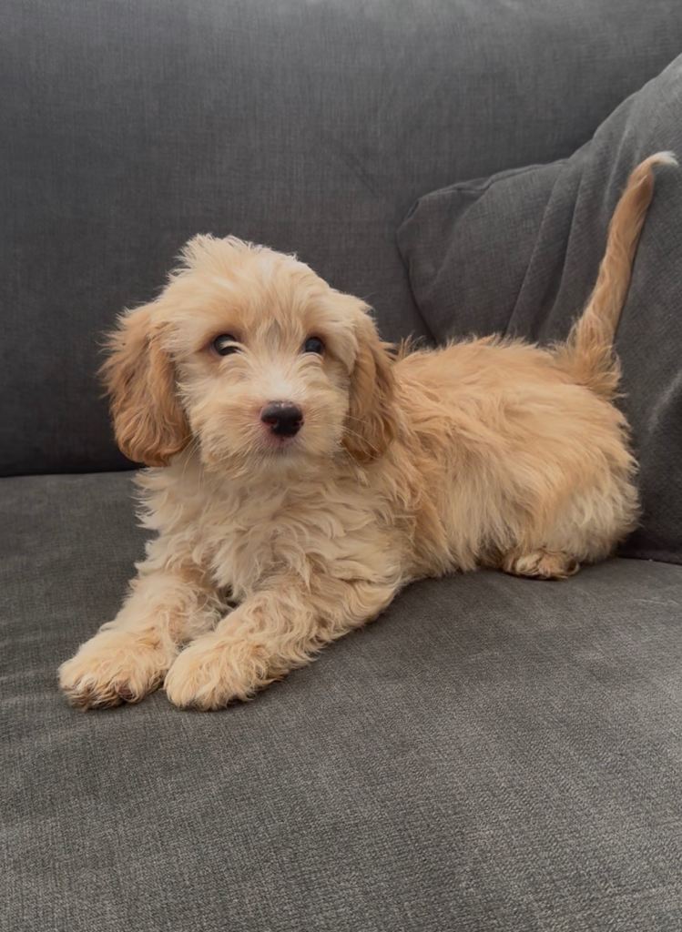 Gorgeous cavapoo puppies 
