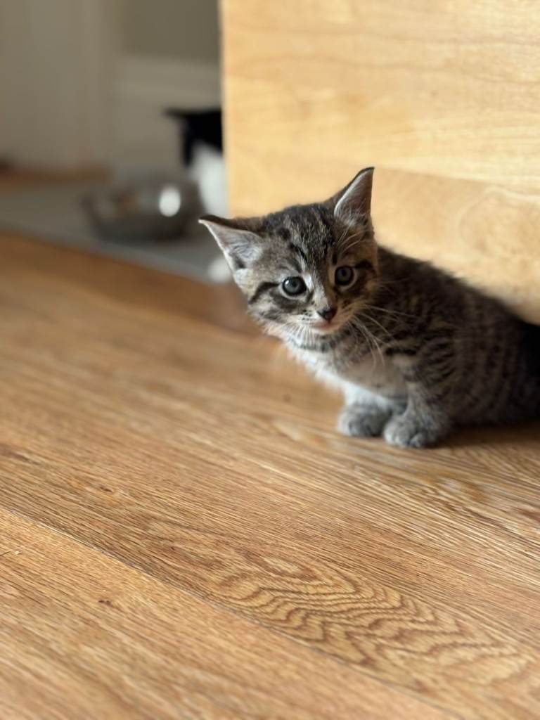 7 kittens available - Torquay