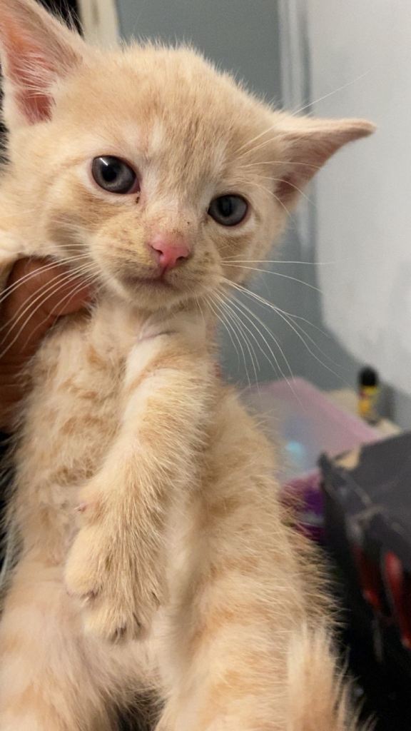 3 black kittens and one white