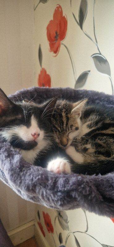 Two Wonderful Cats 