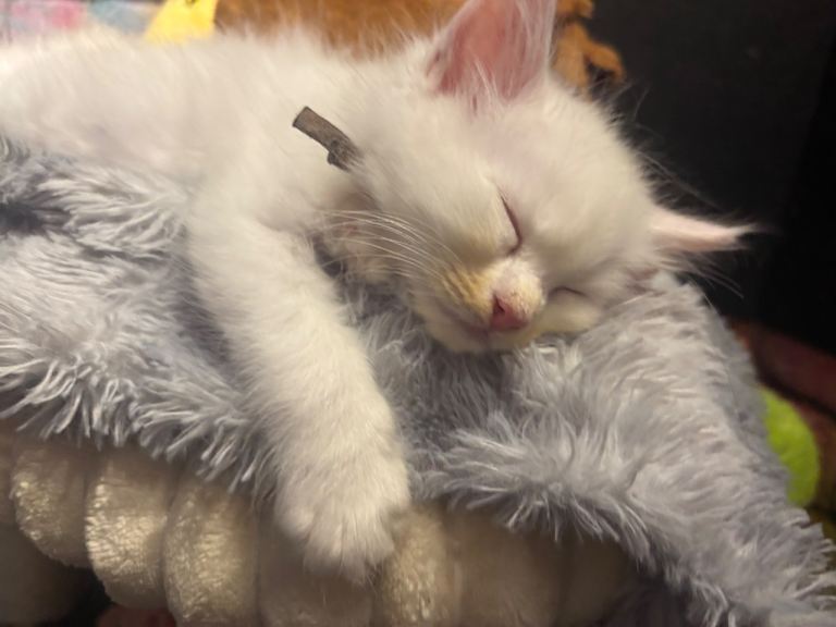  Ready now- PRICE NEGOTIABLE - beautiful mainecoon x ragdoll💙❤️🐈🥰
