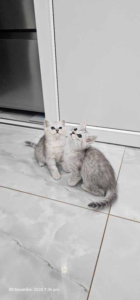 kittens 2 lovely girl available for new house 